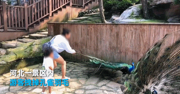 Dân mạng Trung Quốc nổi giận với bà mẹ vặt lông công để dỗ con - 1