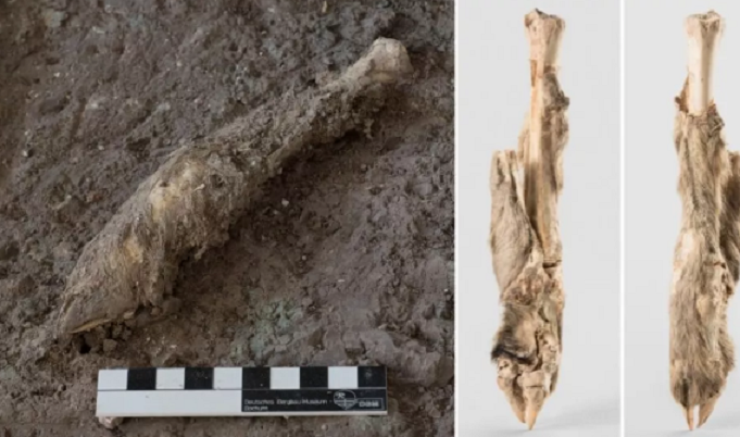 Phát hiện kinh ngạc từ chân cừu 1.600 năm tuổi - 1