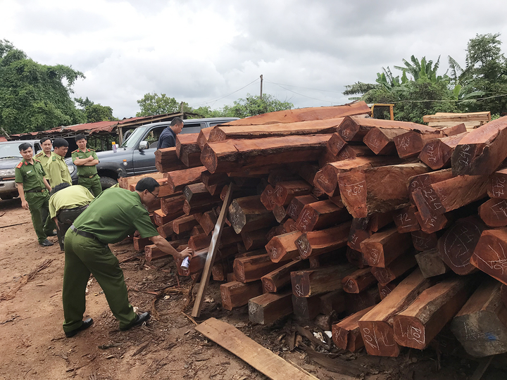 Gia Lai: Truy tố 7 bị can mua bán gần 1.400m3 gỗ lậu - 1