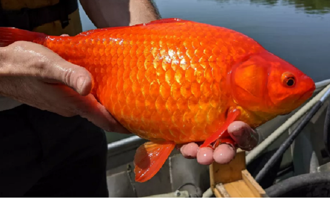Cá vàng khổng lồ, to như quả bóng trở thành cơn ác mộng với thành phố Mỹ - 1