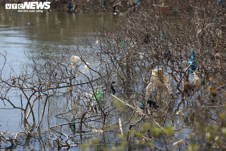 Ảnh: Cận cảnh hàng chục hecta rừng ngập mặn ở Quảng Nam chết khô - 8