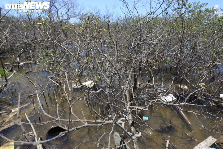 Ảnh: Cận cảnh hàng chục hecta rừng ngập mặn ở Quảng Nam chết khô - 5