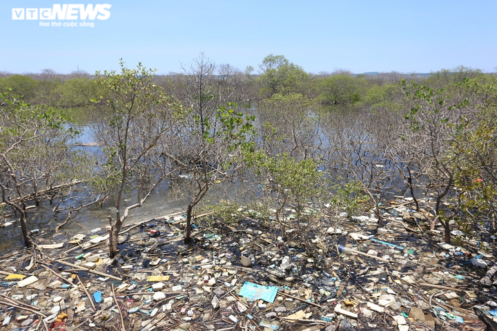 Ảnh: Cận cảnh hàng chục hecta rừng ngập mặn ở Quảng Nam chết khô - 6