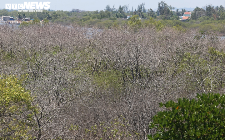 Ảnh: Cận cảnh hàng chục hecta rừng ngập mặn ở Quảng Nam chết khô - 4