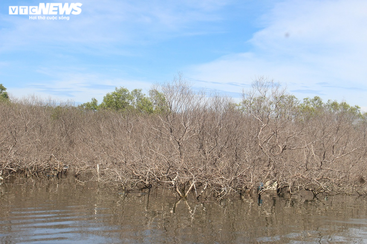 Ảnh: Cận cảnh hàng chục hecta rừng ngập mặn ở Quảng Nam chết khô - 3