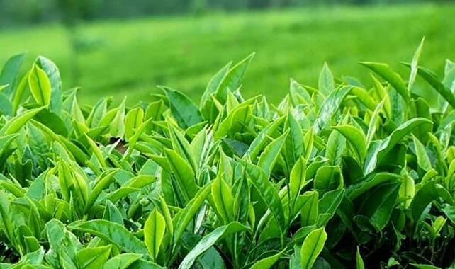 8 thực phẩm chống nắng tự nhiên cho da - 5