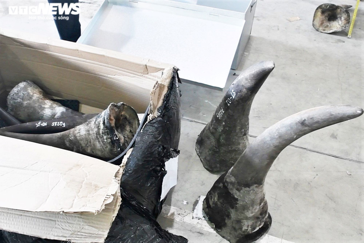Đà Nẵng phát hiện lô hàng lớn nghi sừng tê giác nhập về từ Nam Phi - 1