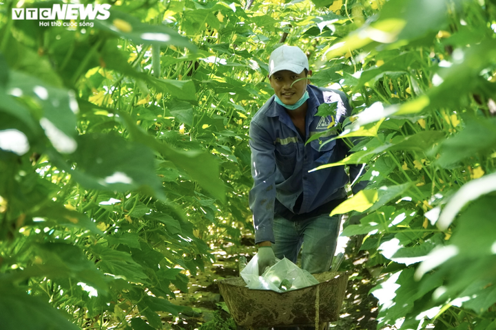 Ảnh: Người dân Gia Lai, Kon Tum gom rau củ gửi tặng TP.HCM - 4