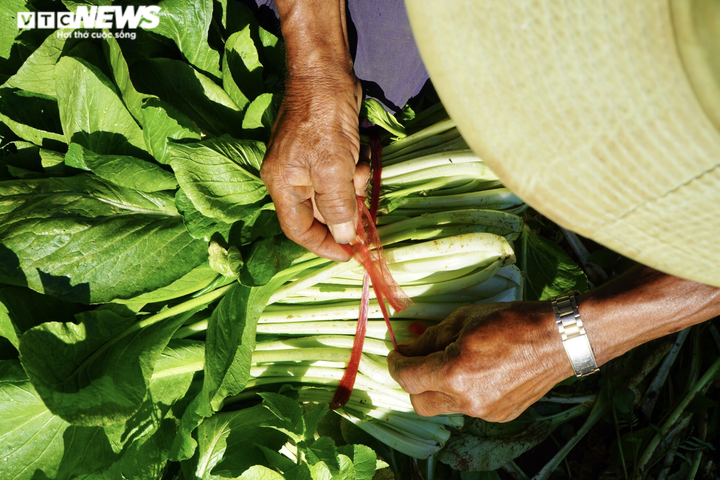 Ảnh: Người dân Gia Lai, Kon Tum gom rau củ gửi tặng TP.HCM - 7