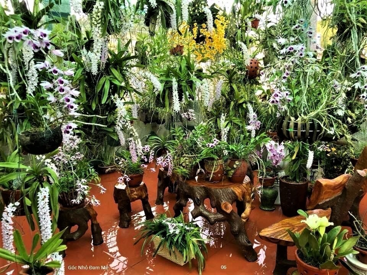 Câu chuyện mê hoa Lan của bà chủ vườn lan Philipcuccu Hoa - 2