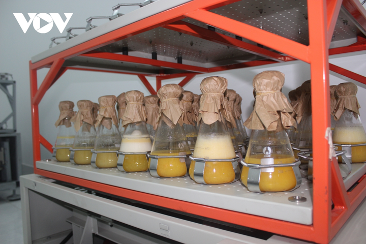 Mua 'xác' đông trùng hạ thảo giá cao ngất, cẩn thận tiền mất tật mang - 6