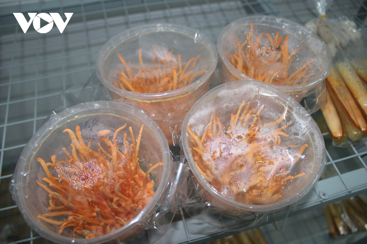 Mua 'xác' đông trùng hạ thảo giá cao ngất, cẩn thận tiền mất tật mang - 3