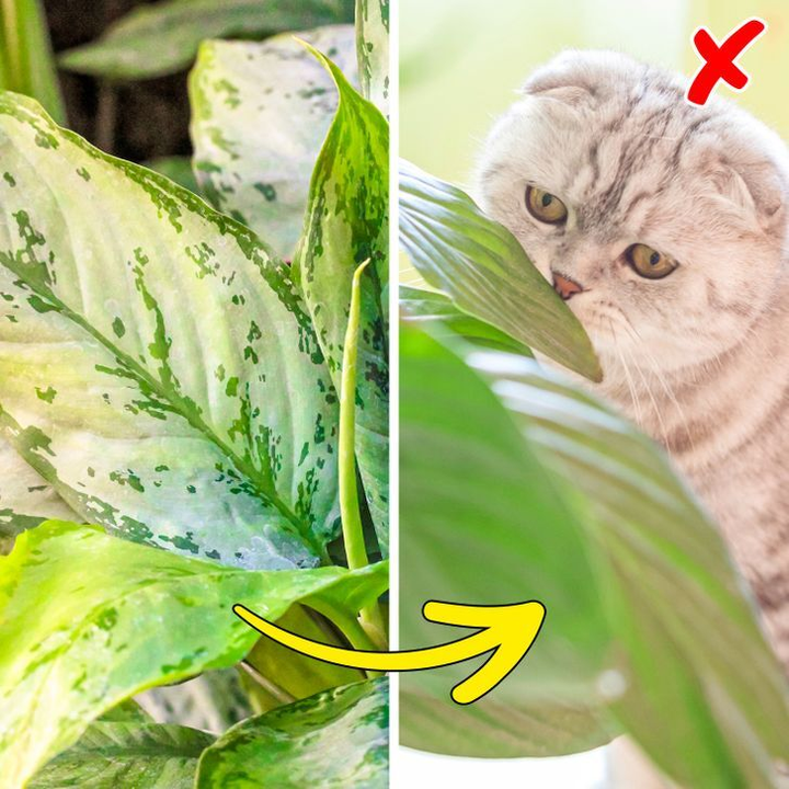 7 loại cây có thể gây nguy hiểm nếu trồng trong nhà - 4
