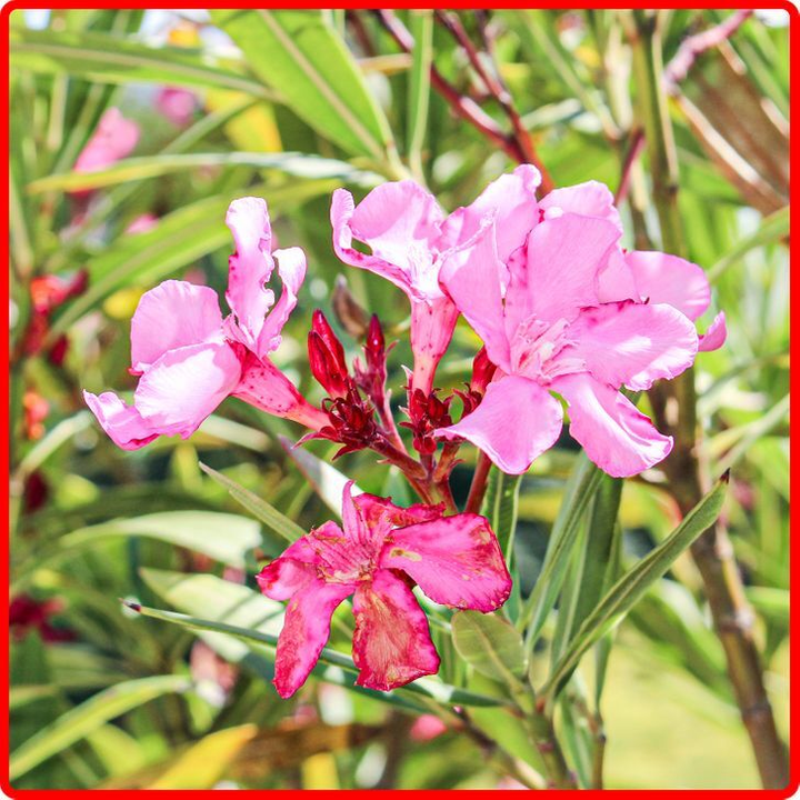 7 loại cây có thể gây nguy hiểm nếu trồng trong nhà - 3