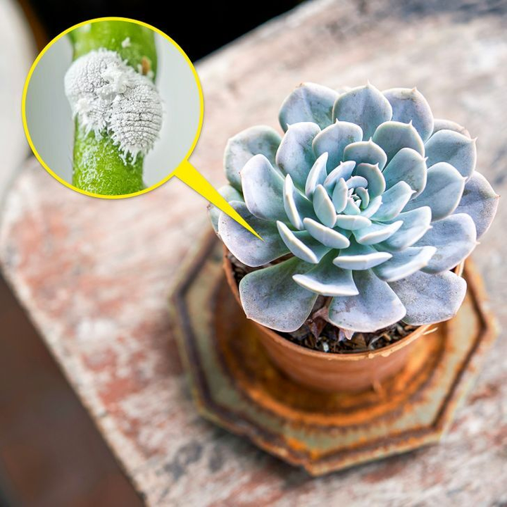 7 loại cây có thể gây nguy hiểm nếu trồng trong nhà - 2