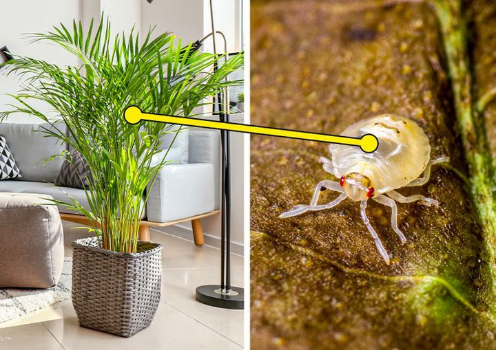 7 loại cây có thể gây nguy hiểm nếu trồng trong nhà - 7