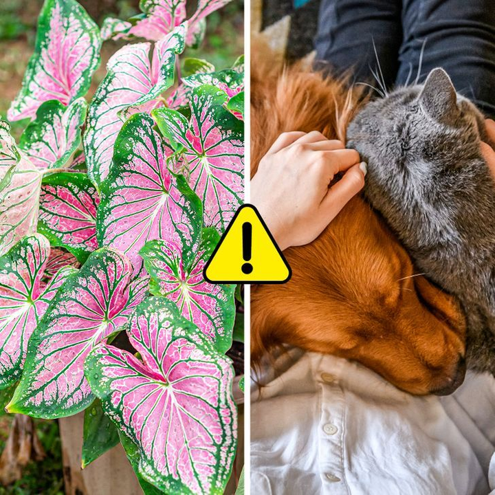 7 loại cây có thể gây nguy hiểm nếu trồng trong nhà - 5