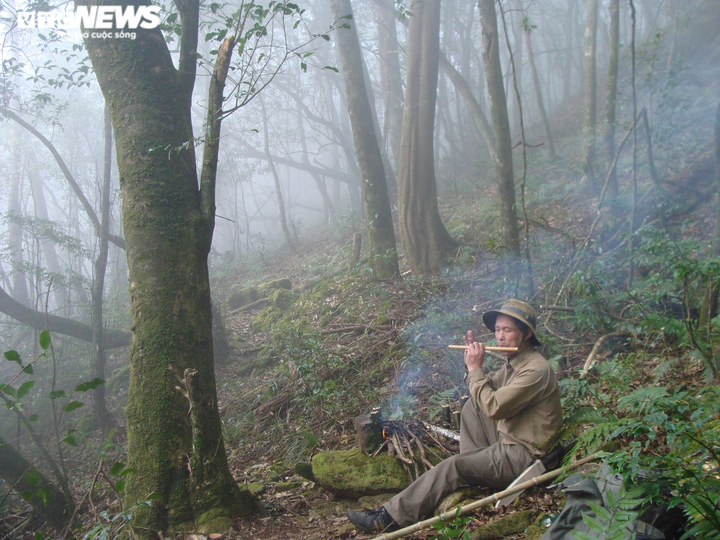 Bí ẩn từ những rừng chè shan tuyết ngàn năm tuổi trên đỉnh Fansipan - 8