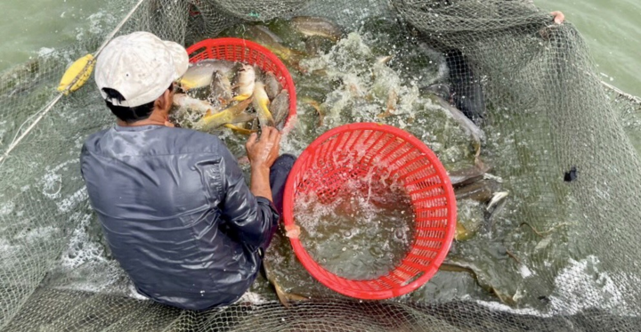 Anh nông dân 'chơi sang', tặng 10 tấn cá đặc sản cho người bị cách ly, phong toả - 1