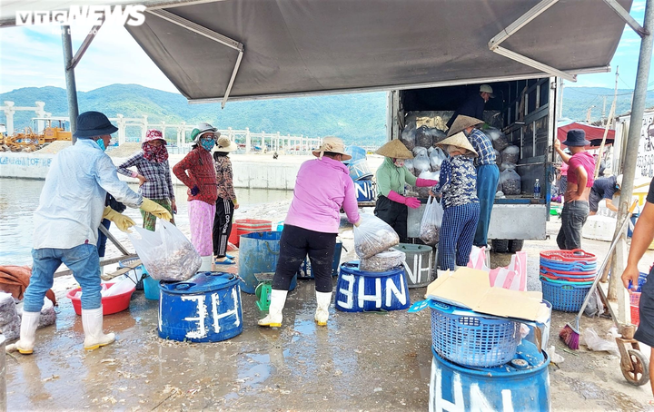 Ảnh: Tất bật chuyển hải sản trước giờ đóng cửa cảng cá lớn nhất miền Trung - 5
