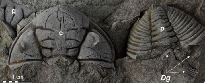 Bọ ba thùy bị khoét mắt khi đối đầu với bọ cạp biển 450 triệu năm trước - 1