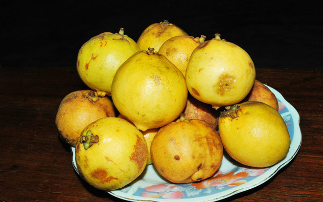 Loại quả rừng có cái tên kỳ lạ in sâu trong ký ức những người con đất Quảng Ngãi - 4