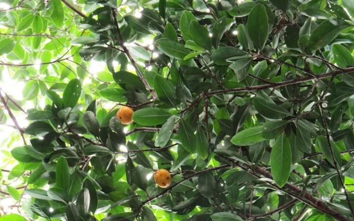 Loại quả rừng có cái tên kỳ lạ in sâu trong ký ức những người con đất Quảng Ngãi - 2