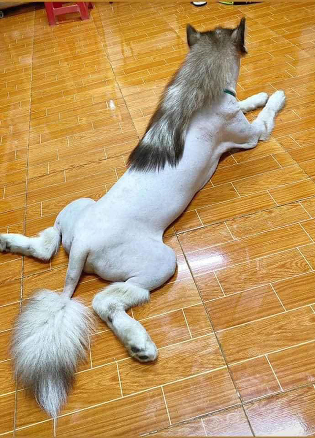 Khi 'sen' trổ tài tự cạo lông thú cưng và cái kết khiến các 'boss' nổi quạu - 12