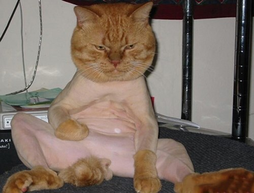 Khi 'sen' trổ tài tự cạo lông thú cưng và cái kết khiến các 'boss' nổi quạu - 9