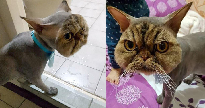 Khi 'sen' trổ tài tự cạo lông thú cưng và cái kết khiến các 'boss' nổi quạu - 4