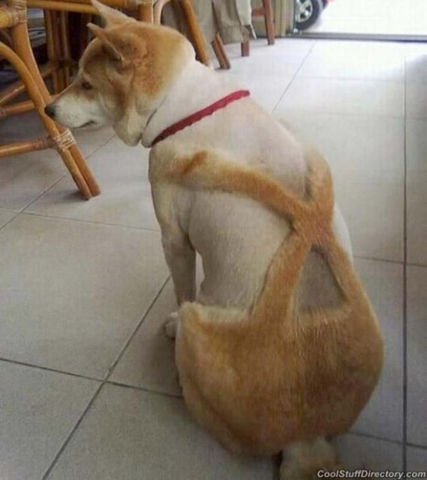 Khi 'sen' trổ tài tự cạo lông thú cưng và cái kết khiến các 'boss' nổi quạu - 10