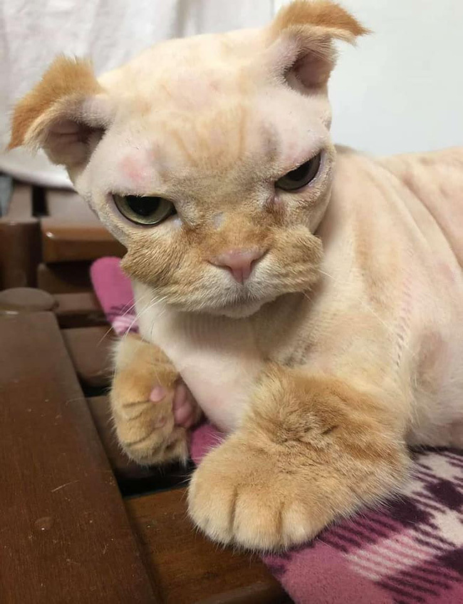 Khi 'sen' trổ tài tự cạo lông thú cưng và cái kết khiến các 'boss' nổi quạu - 2