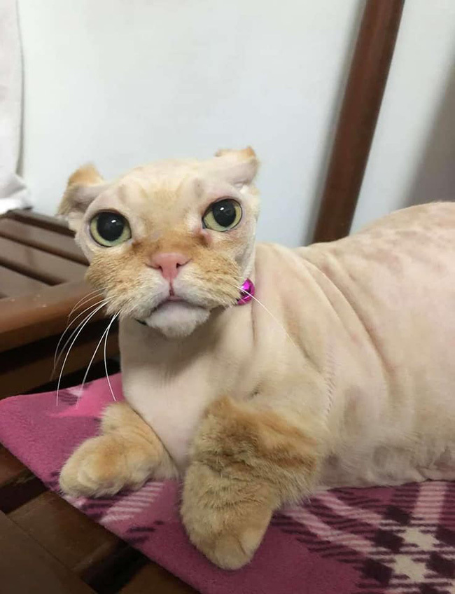 Khi 'sen' trổ tài tự cạo lông thú cưng và cái kết khiến các 'boss' nổi quạu - 1