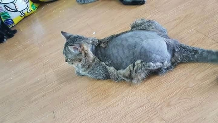 Khi 'sen' trổ tài tự cạo lông thú cưng và cái kết khiến các 'boss' nổi quạu - 5