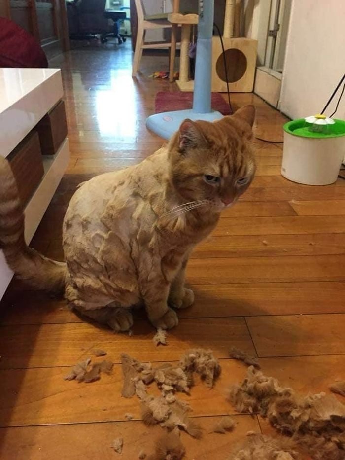 Khi 'sen' trổ tài tự cạo lông thú cưng và cái kết khiến các 'boss' nổi quạu - 3