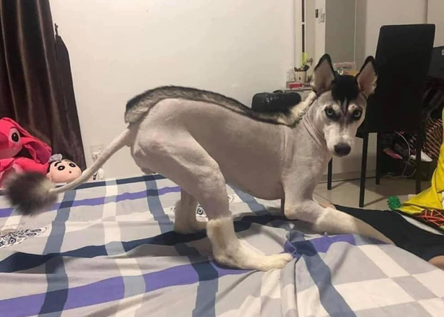 Khi 'sen' trổ tài tự cạo lông thú cưng và cái kết khiến các 'boss' nổi quạu - 11