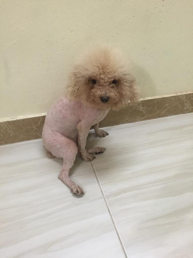 Khi 'sen' trổ tài tự cạo lông thú cưng và cái kết khiến các 'boss' nổi quạu - 8