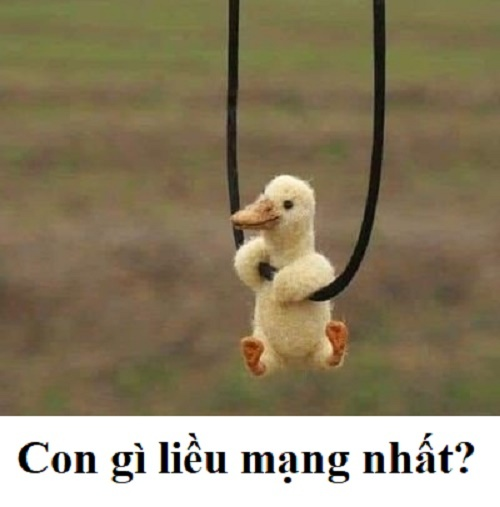 Đố bạn con gì liều mạng nhất? - 1