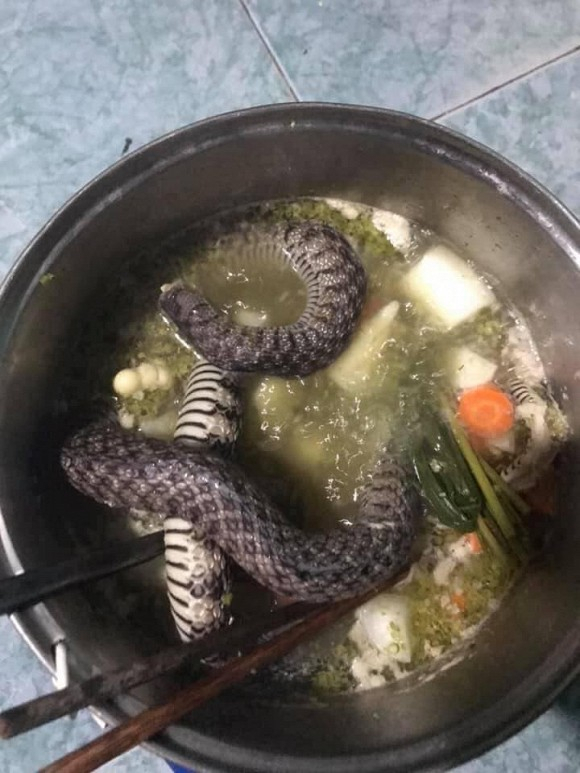 Hết tiền, thanh niên nghèo làm thịt rắn ăn cơm, ai ngờ kết quả quá hãi hùng - 1