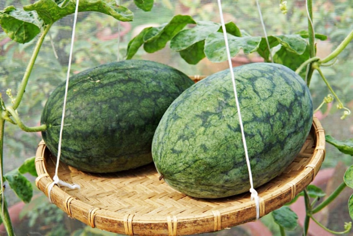 Cách chọn dưa hấu quả nào cũng ngọt lịm - 4
