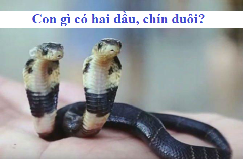 Con gì có hai đầu, chín đuôi? - 1