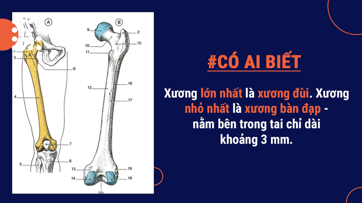 Có ai biết: Cơ thể người có thể tạo 900 cây bút chì, bắn 1 khẩu đại bác đồ chơi - 5
