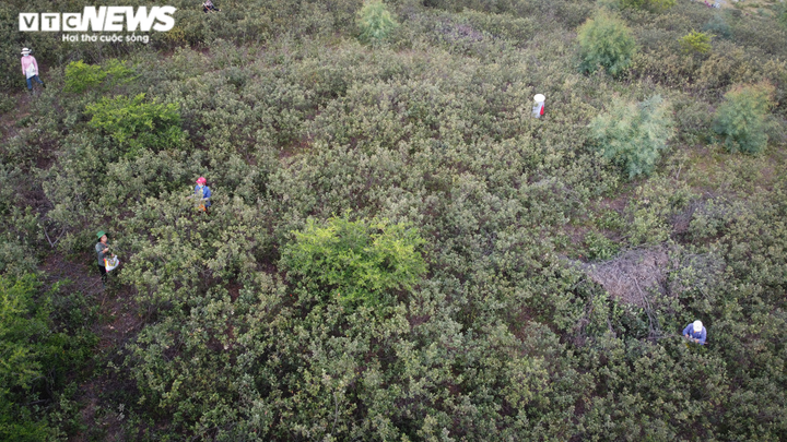  Ảnh: Người dân Hà Tĩnh đội đèn lên đồi hái sim lúc rạng sáng - 10