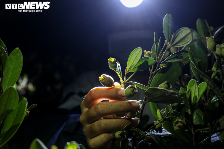  Ảnh: Người dân Hà Tĩnh đội đèn lên đồi hái sim lúc rạng sáng - 3