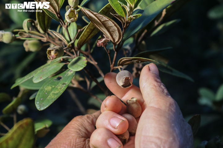  Ảnh: Người dân Hà Tĩnh đội đèn lên đồi hái sim lúc rạng sáng - 4