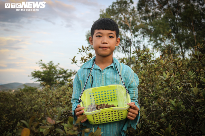  Ảnh: Người dân Hà Tĩnh đội đèn lên đồi hái sim lúc rạng sáng - 5