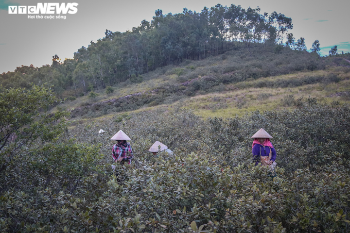  Ảnh: Người dân Hà Tĩnh đội đèn lên đồi hái sim lúc rạng sáng - 6