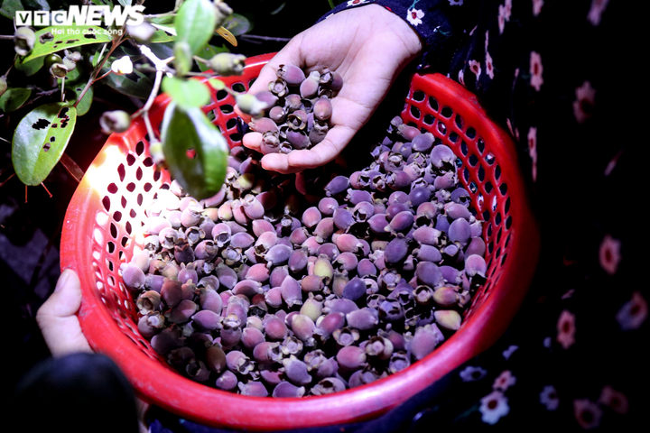  Ảnh: Người dân Hà Tĩnh đội đèn lên đồi hái sim lúc rạng sáng - 7