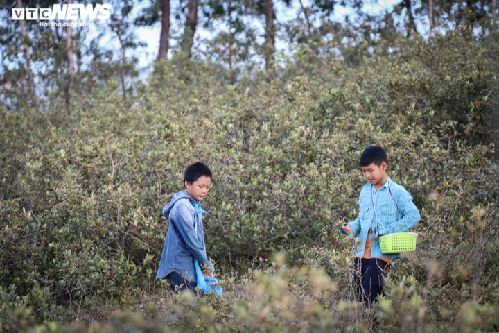  Ảnh: Người dân Hà Tĩnh đội đèn lên đồi hái sim lúc rạng sáng - 8