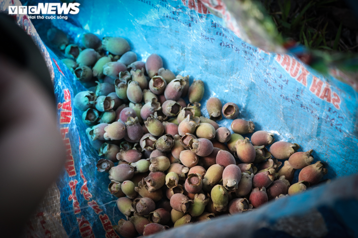  Ảnh: Người dân Hà Tĩnh đội đèn lên đồi hái sim lúc rạng sáng - 9